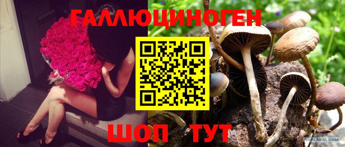 Галлюциногенные грибы Psilocybe Калач-на-Дону